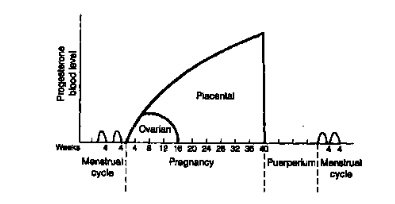 progesterone levels